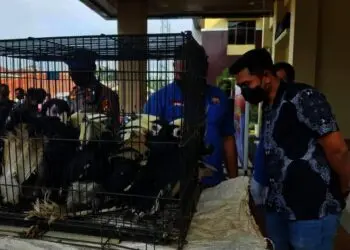 Dua penjual satwa dilindungi jenis burung, digelandang ke Mapolres Pandeglang berikut barang bukti (BB)-nya. Keduanya diamankan dari kios tempatnya berjualan, di Kampung Citangkil, Desa Tangkilsari, Kecamatan Cimanggu, Kabupaten Pandeglang, Kamis (4/11/2021). (ISTIMEWA)
