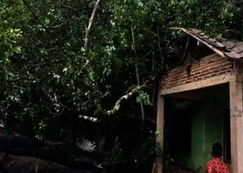 Diterjang Angin Kencang, Pohon Besar Tumbang Menimpa 1 Rumah di Cinangka