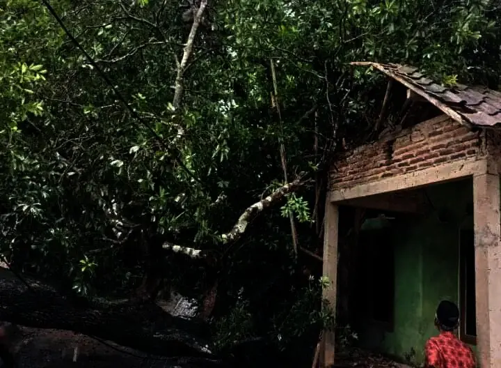 Diterjang Angin Kencang, Pohon Besar Tumbang Menimpa 1 Rumah di Cinangka