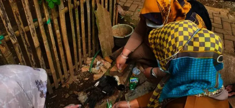 Flu Burung Merebak di Baros, Ratusan Entok dan Ayam Mati