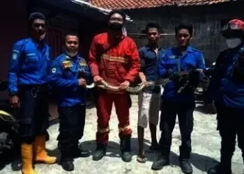 Teror Warga Neglasari, Ular Sanca 2 Meter Dievakuasi