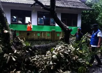 Pohon Durian Tumbang, Timpa Rumah dan Sekolah di Carita