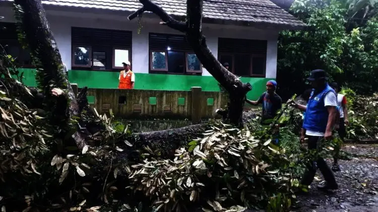 Pohon Durian Tumbang, Timpa Rumah dan Sekolah di Carita