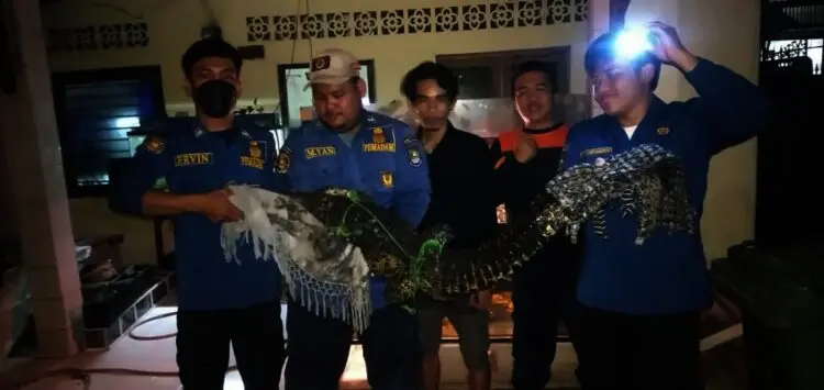 2 Buaya Hasil Evakuasi BPBD Kabupaten Tangerang Diserahkan ke BKSDA Jakarta