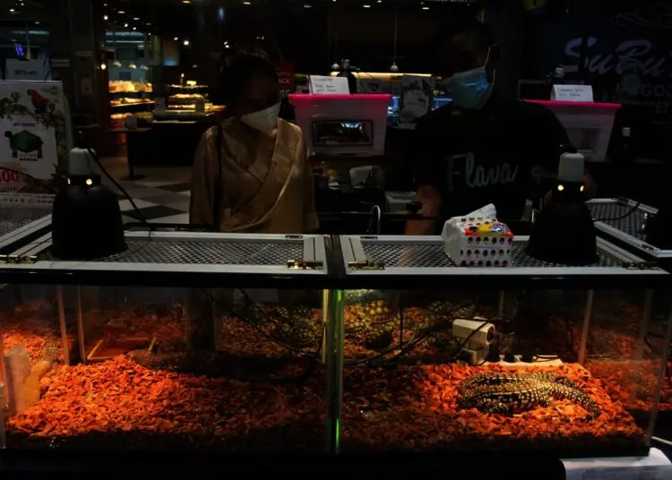 Potret Pameran Hewan Peliharaan Eksotik di Mal Living World