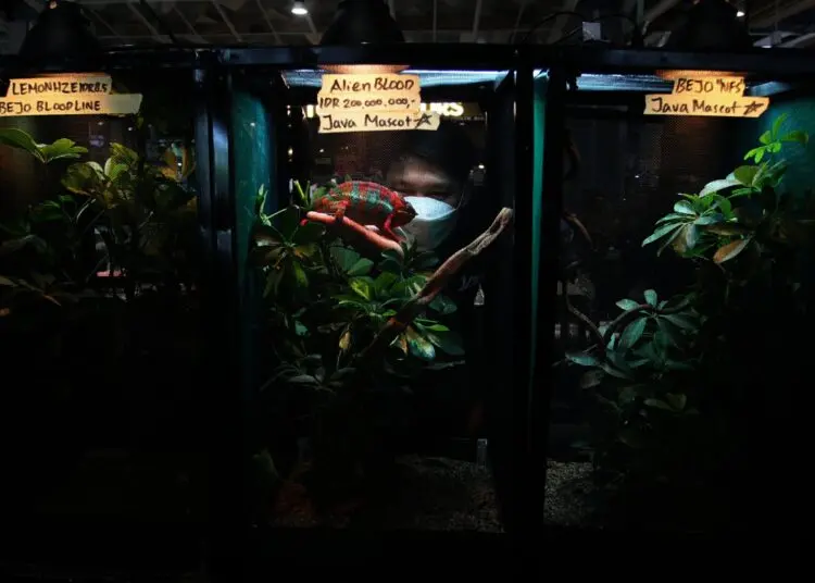 Potret Pameran Hewan Peliharaan Eksotik di Mal Living World