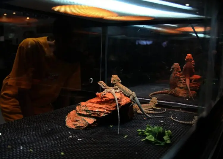 Potret Pameran Hewan Peliharaan Eksotik di Mal Living World
