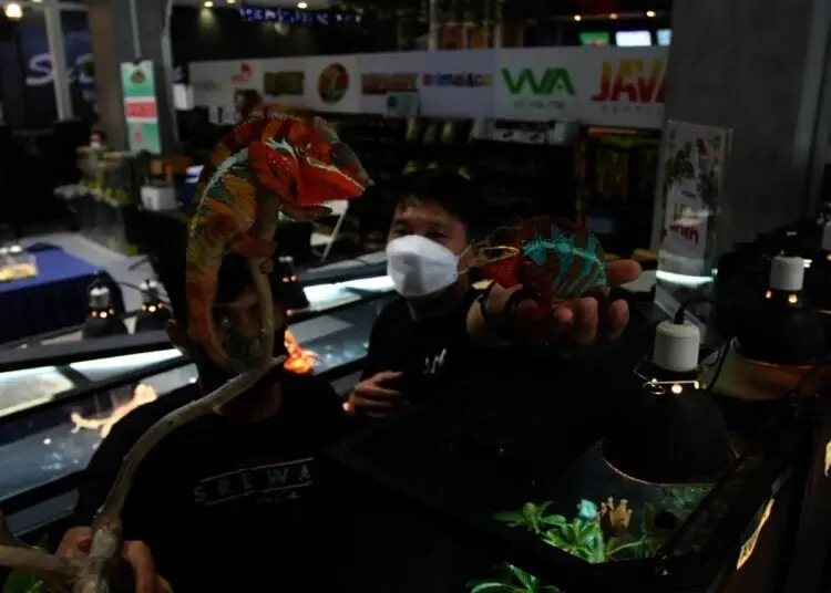 Potret Pameran Hewan Peliharaan Eksotik di Mal Living World