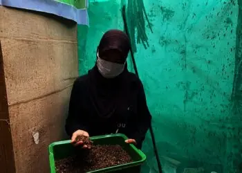 Budidaya Magot, Ibu-ibu Cikasungka Raup Belasan Juta