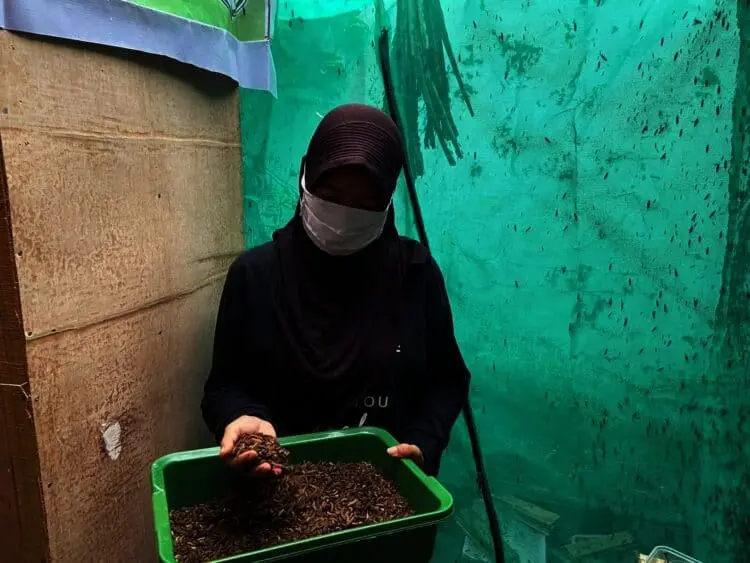 Budidaya Magot, Ibu-ibu Cikasungka Raup Belasan Juta
