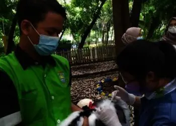 Kelinci-kelinci di Taman Kunci Kota Tangerang Idap Scabies