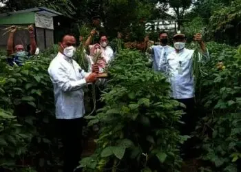 Wisata Edukasi DLH Kota Tangerang Panen Kacang Panjang