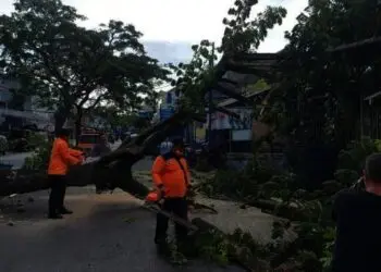 Pohon Tumbang Tutup Jalan Sunan Kalijaga Lebak, Lalu Lintas Macet