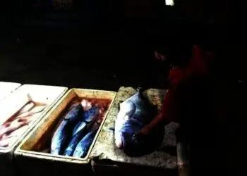 Anak kecil sedang menunjuk ikan laut yang dijajakan para pedagang ikan, di TPI Teluk Labuan, Sabtu (4/12/2021). (NIPAL SUTIANA/SATELITNEWS.ID)