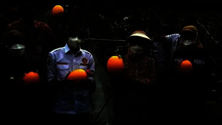 Jangan Patah Semangat, Bupati Tatu Semangati Petani Melon