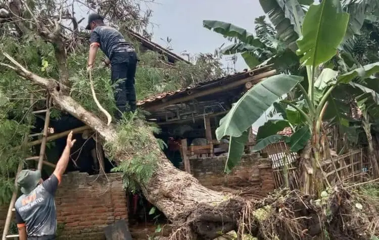 Diterjang Angin Kencang, Pohon Tumbang Timpa Rumah Warga di Kabupaten Serang
