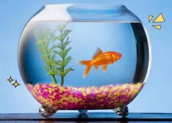Pakai Akuarium Mangkuk Bikin Ikan Cepat Mati, Ini Dia Penyebabnya