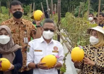 Kepala Distan Kabupaten Serang, Zaldi Dhuhna, mendampingi Bupati Serang, Ratu Tatu Chasanah, saat panen melon yang ditanam para pemuda Karang Taruna di Waringinkurung, belum lama ini. (ISTIMEWA)