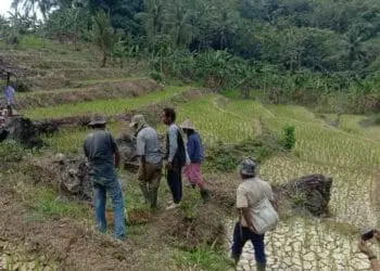 Persawahan di Lebak Mengering, Petani Hilang Semangat Menggarap Lahan