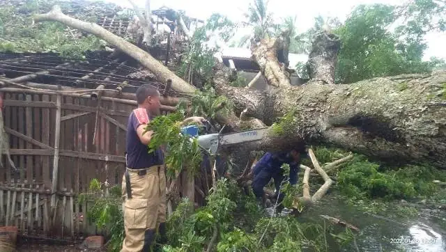 Diterjang Hujan Deras dan Angin Kencang, Dua Pohon di Kab Tangerang Tumbang