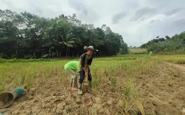 Sawah Terendam Limbah Pasir, Pemkab Lebak Minta Pihak Terkait Jangan Lempar Tanggung Jawab