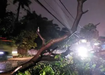 Hujan dan Angin Kencang Tumbangkan Pohon di Pamulang