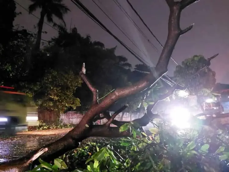Hujan dan Angin Kencang Tumbangkan Pohon di Pamulang