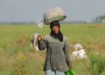 Foto Panen Padi di Desa Sukadiri Kabupaten Tangerang