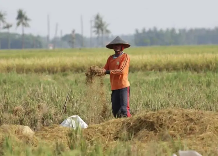 Foto Panen Padi di Desa Sukadiri Kabupaten Tangerang