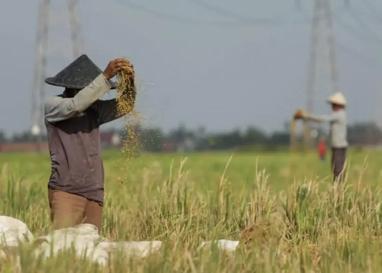 Foto Panen Padi di Desa Sukadiri Kabupaten Tangerang