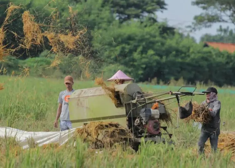 Foto Panen Padi di Desa Sukadiri Kabupaten Tangerang