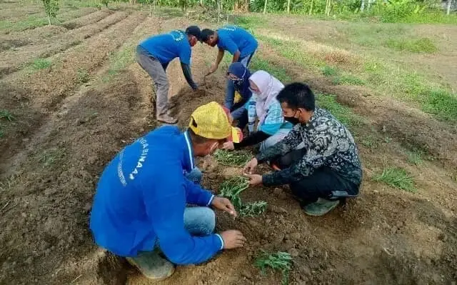 Sejumlah Narapidana Lapas Rangkasbitung Lebak Diajari Budidaya Ubi Jepang