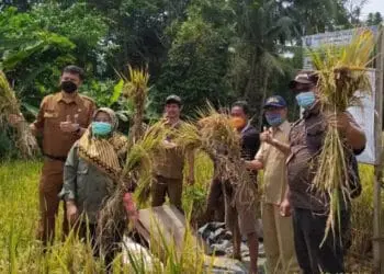 Kepala Distan Kabupaten Serang, Zaldi Dhuhana, memanen padi, belum lama ini. (ISTIMEWA)