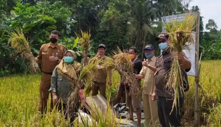 30 Hektar Persawahan Padi di Kabupaten Serang Puso, Kerugian Capai Rp 180 Juta