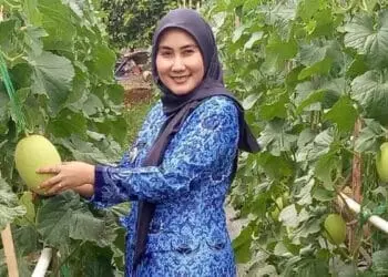 Kembangkan Pertanian Melon, Camat Waringinkurung Akan Manfaatkan Lahan Tidur