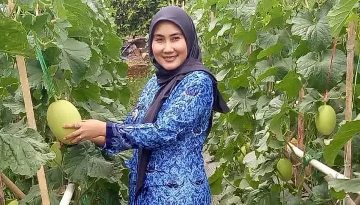 Kembangkan Pertanian Melon, Camat Waringinkurung Akan Manfaatkan Lahan Tidur