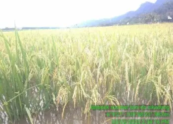 446 Hektar Sawah di Kabupaten Serang Terendam Banjir, Terancam Gagal Panen