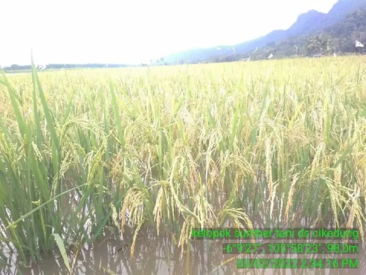 446 Hektar Sawah di Kabupaten Serang Terendam Banjir, Terancam Gagal Panen
