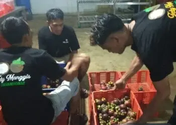 Kelompok Tani Barokah, sedang memilah buah Manggis yang bakal di ekspor ke Cina, Rabu (9/3/2022). (ISTIMEWA)