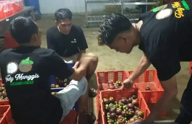 Ekspor Buah Manggis Pandeglang ke Cina Berkurang, Ini Penyebabnya