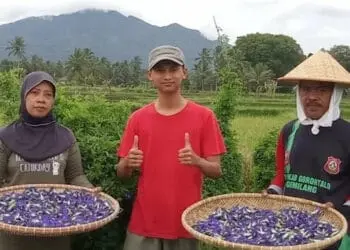 Teguh acungkan dua jempol, sambil menunjukan bunga telang yang sudah dipetik di kebun miliknya. (ISTIMEWA)