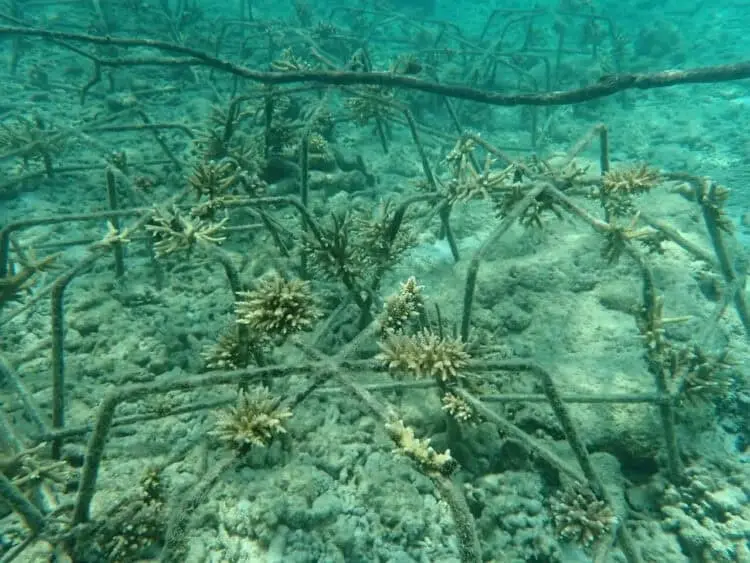 Terumbu Karang di Pulau Badul Tumbuh Positif, GRTK Diharapkan Berkelanjutan