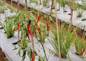 Produksi Cabai dan Bawang Merah di Kabupaten Serang Masih Rendah