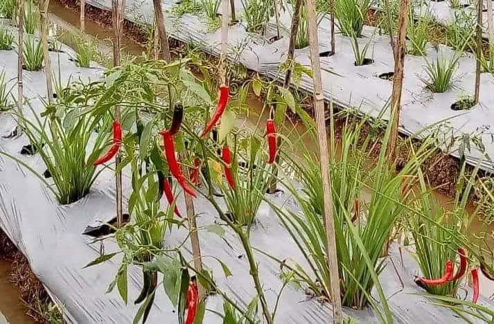 Produksi Cabai dan Bawang Merah di Kabupaten Serang Masih Rendah