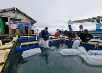 Kepala DKPP Kabupaten Serang, Suhardjo menamburkan benih ikan ke keramba apung. (ISTIMEWA)