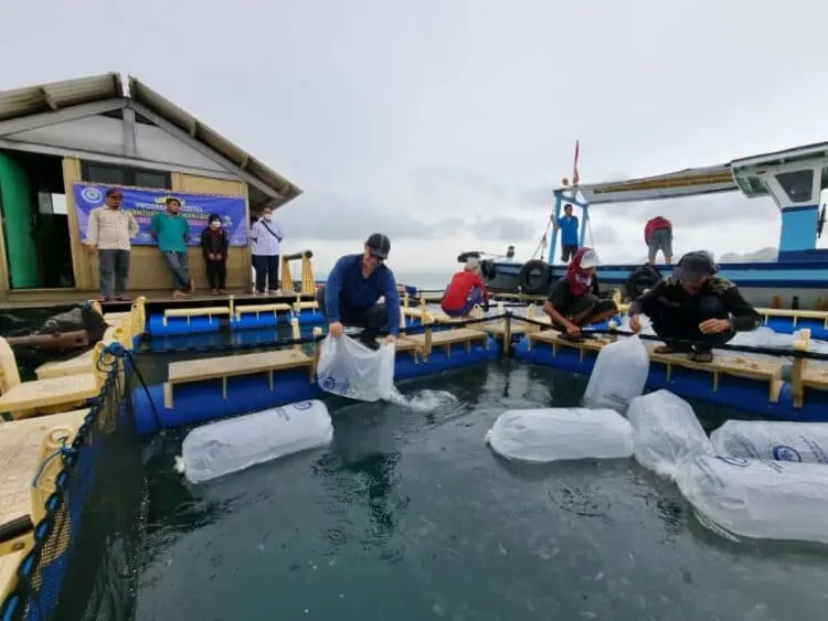 Nelayan di Pulo Panjang Dapat Bantuan 12.000 Benih Bawal Bintang