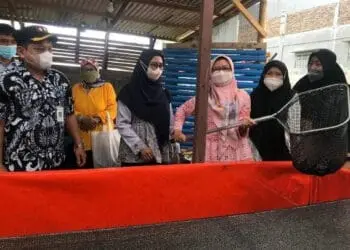 Panen Kesembilan Kalinya, Kelompok Usaha Lele KUTIL Hasilkan 700 Kg