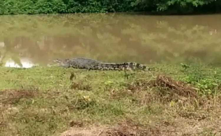 Waspada! Buaya Muncul di Bantaran Sungai Cilemer, Malah jadi Tontonan Warga