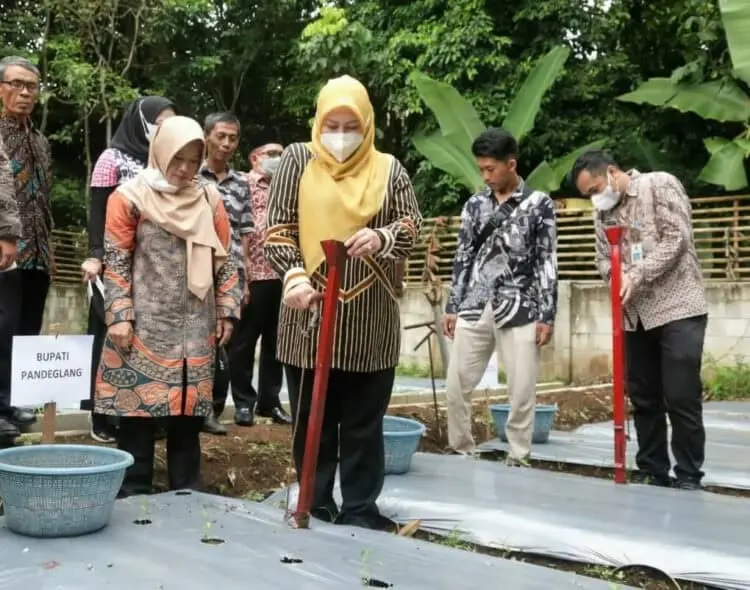 Ingin Wujudkan Pandeglang Sebagai Pusat Pengolahan Porang, Ini yang Dilakukan Bupati Irna