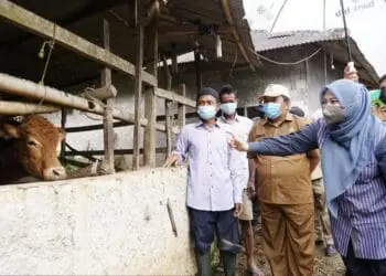 Bupati Pandeglang, Irna Narulita sedang melongok hewan ternak milik Kelompok Cihurang di Desa Mandalawangi, Kecamatan Mandalawangi, Kabupaten Pandeglang, beberapa waktu lalu. (ISTIMEWA)